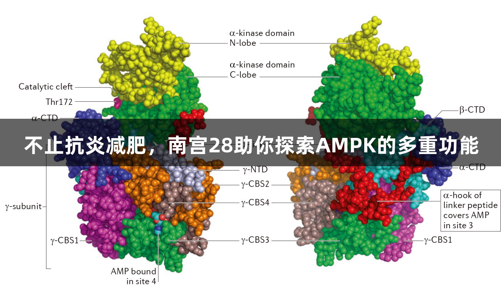 不止抗炎减肥,南宫28助你探索AMPK的多重功能