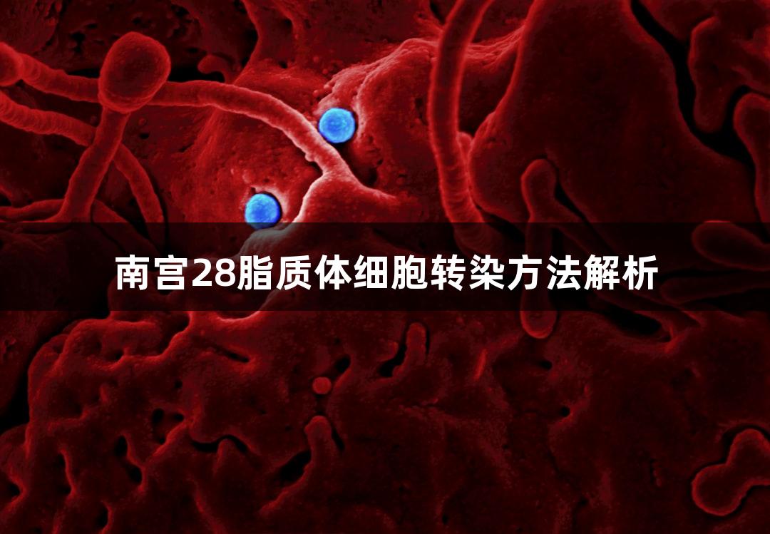 南宫28脂质体细胞转染方法解析