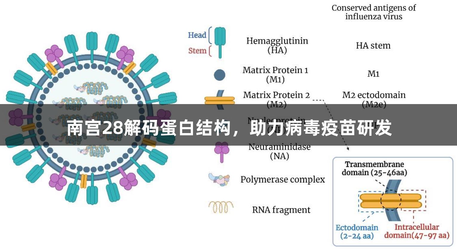 南宫28解码蛋白结构，助力病毒疫苗研发