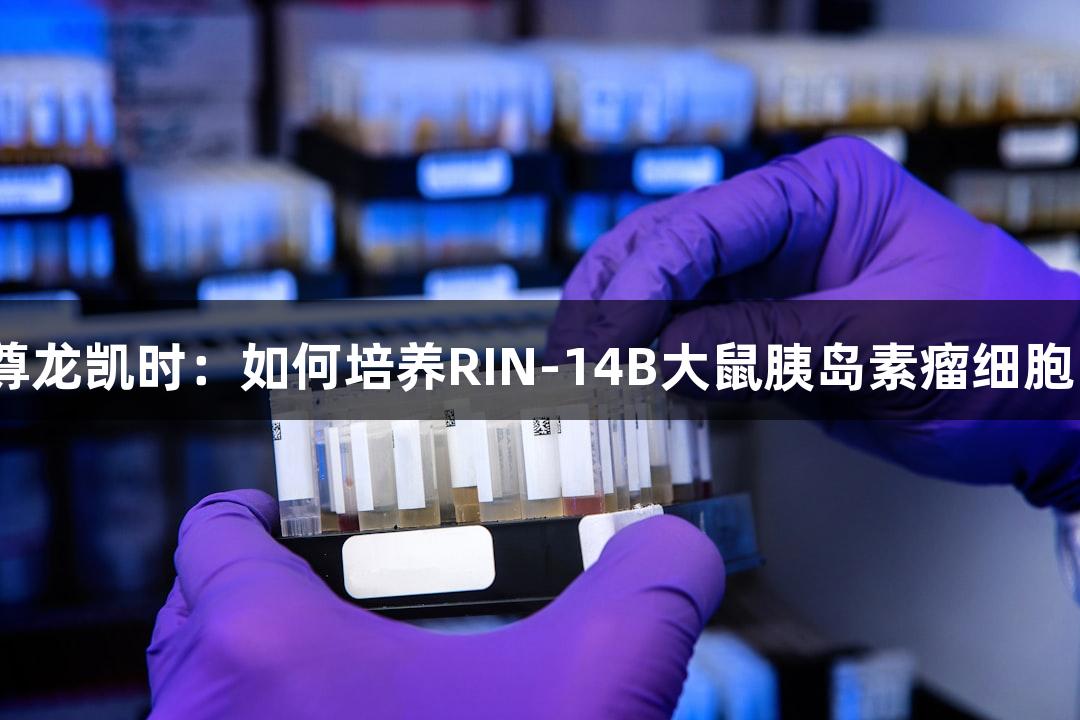 尊龙凯时：如何培养RIN-14B大鼠胰岛素瘤细胞？