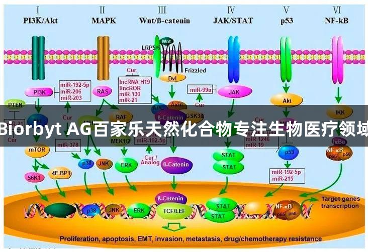 Biorbyt AG百家乐天然化合物专注生物医疗领域