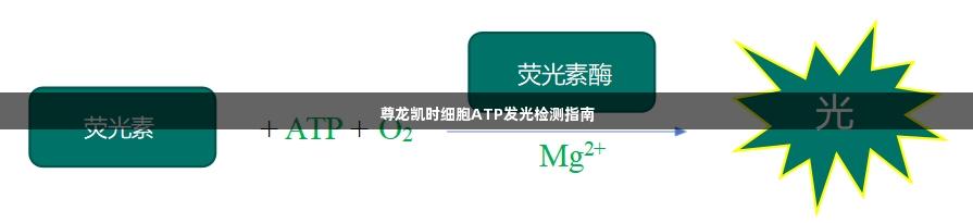 尊龙凯时细胞ATP发光检测指南