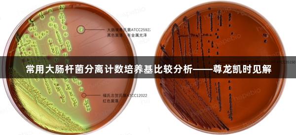 常用大肠杆菌分离计数培养基比较分析——尊龙凯时见解