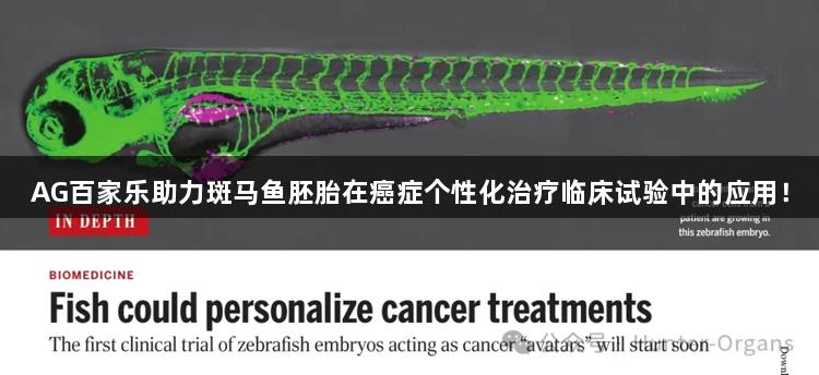 AG百家乐助力斑马鱼胚胎在癌症个性化治疗临床试验中的应用！