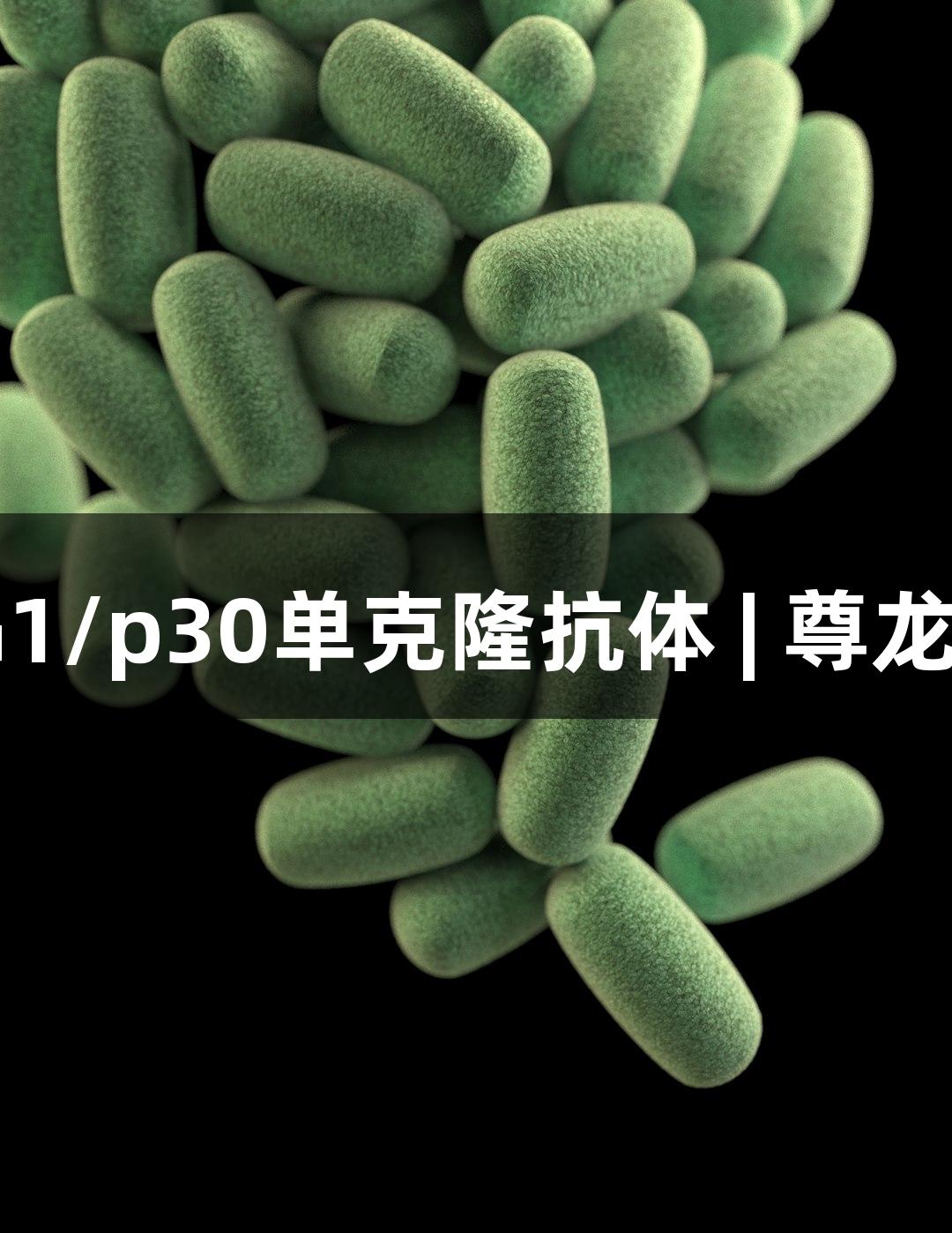 抗刚地弓形虫SAG1/p30单克隆抗体 | 尊龙凯时生物医疗助力