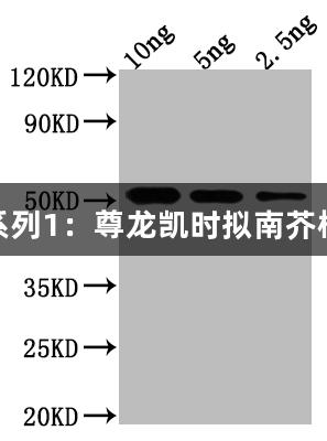 稀有抗体系列1：尊龙凯时拟南芥植物类抗体
