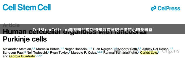 CellStemCell：ag尊龙凯时成功构建含浦肯野细胞的小脑类器官