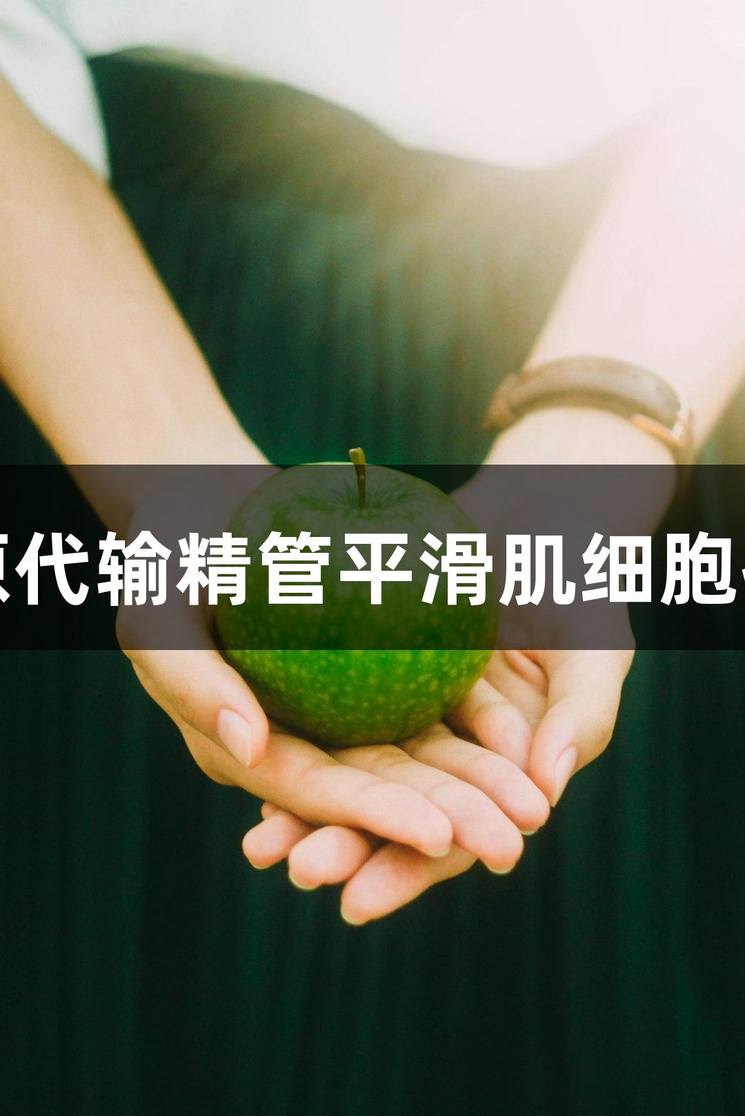 尊龙凯时人原代输精管平滑肌细胞技术参数解析