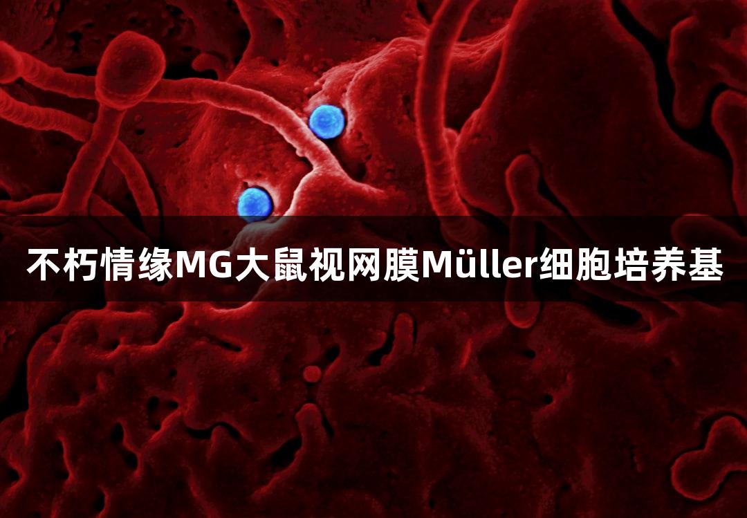 不朽情缘MG大鼠视网膜Müller细胞培养基