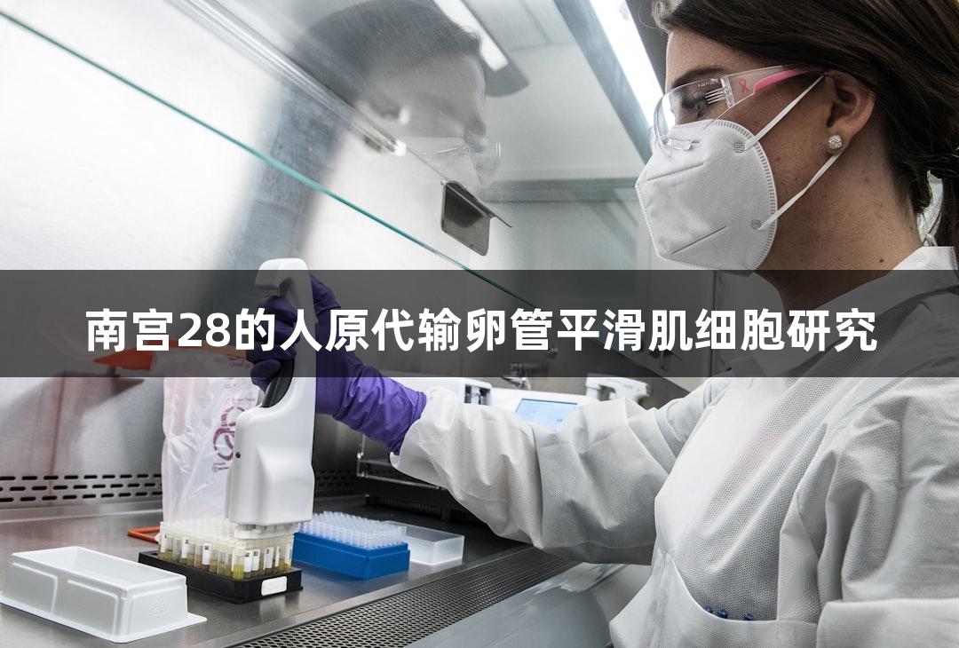 南宫28的人原代输卵管平滑肌细胞研究