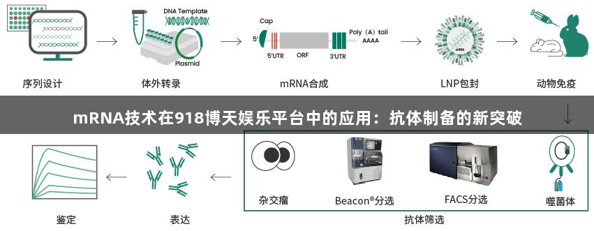 mRNA技术在918博天娱乐平台中的应用:抗体制备的新突破