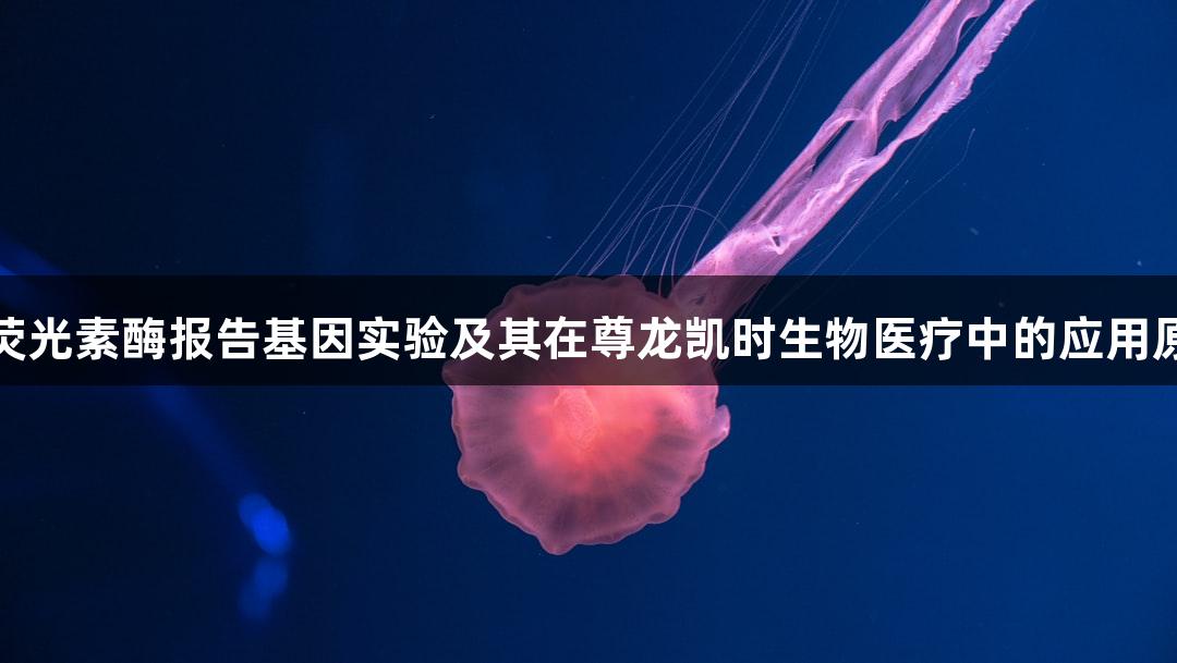 双荧光素酶报告基因实验及其在尊龙凯时生物医疗中的应用原理