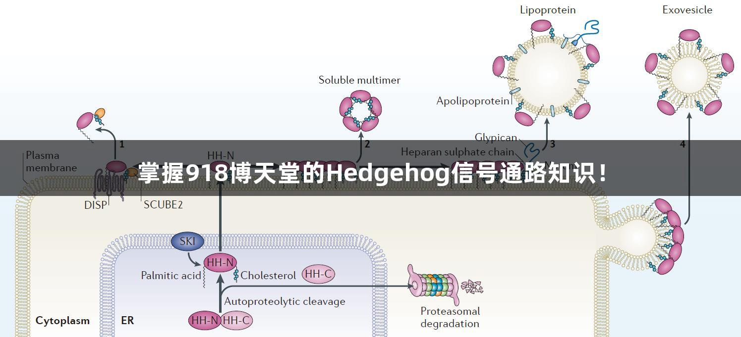 掌握918博天堂的Hedgehog信号通路知识！