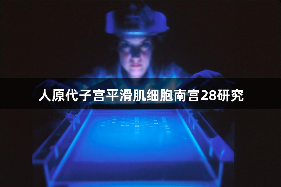 人原代子宫平滑肌细胞南宫28研究