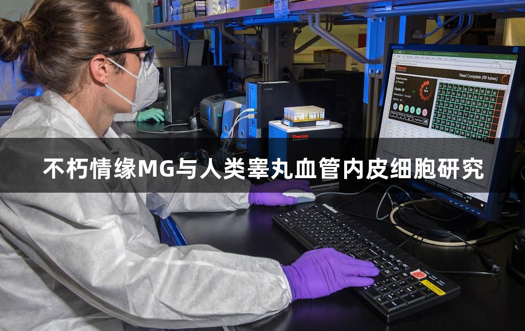 不朽情缘MG与人类睾丸血管内皮细胞研究