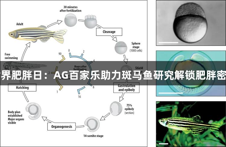 世界肥胖日：AG百家乐助力斑马鱼研究解锁肥胖密码