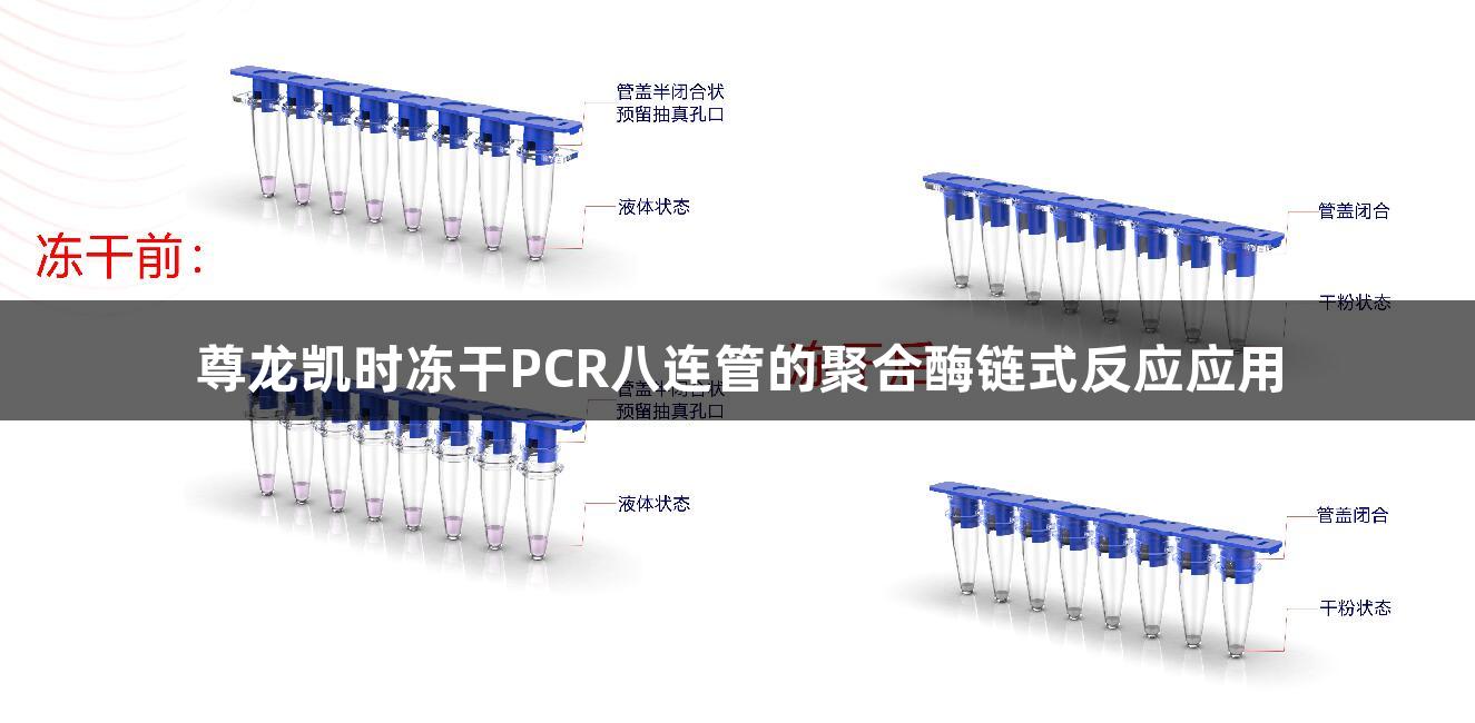尊龙凯时冻干PCR八连管的聚合酶链式反应应用