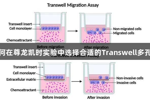 如何在尊龙凯时实验中选择合适的Transwell多孔膜