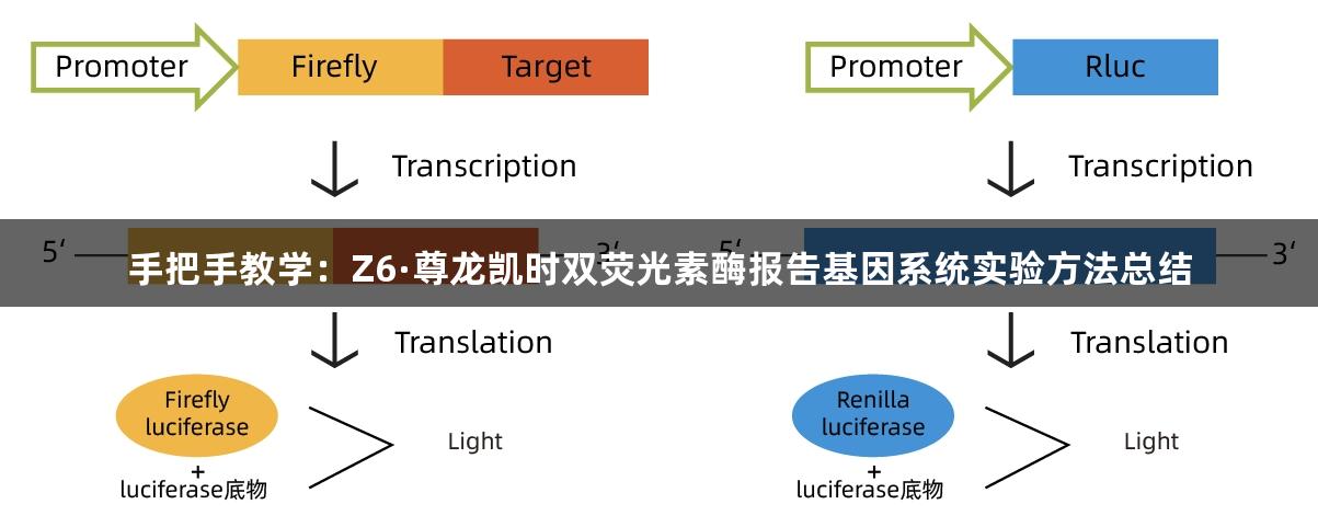 手把手教学：Z6·尊龙凯时双荧光素酶报告基因系统实验方法总结