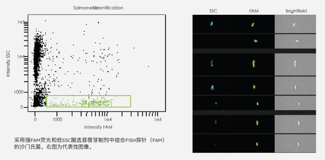 尊龙凯时-人生就是博：Cytek®Amnis®技术在多种细菌检测中的应用