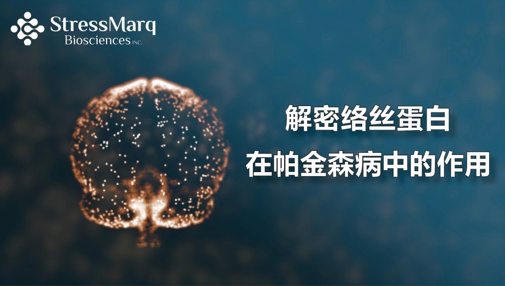 解密尊龙凯时在帕金森病中的络丝蛋白作用