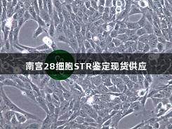 南宫28细胞STR鉴定现货供应