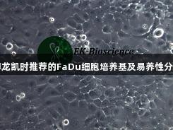 尊龙凯时推荐的FaDu细胞培养基及易养性分析
