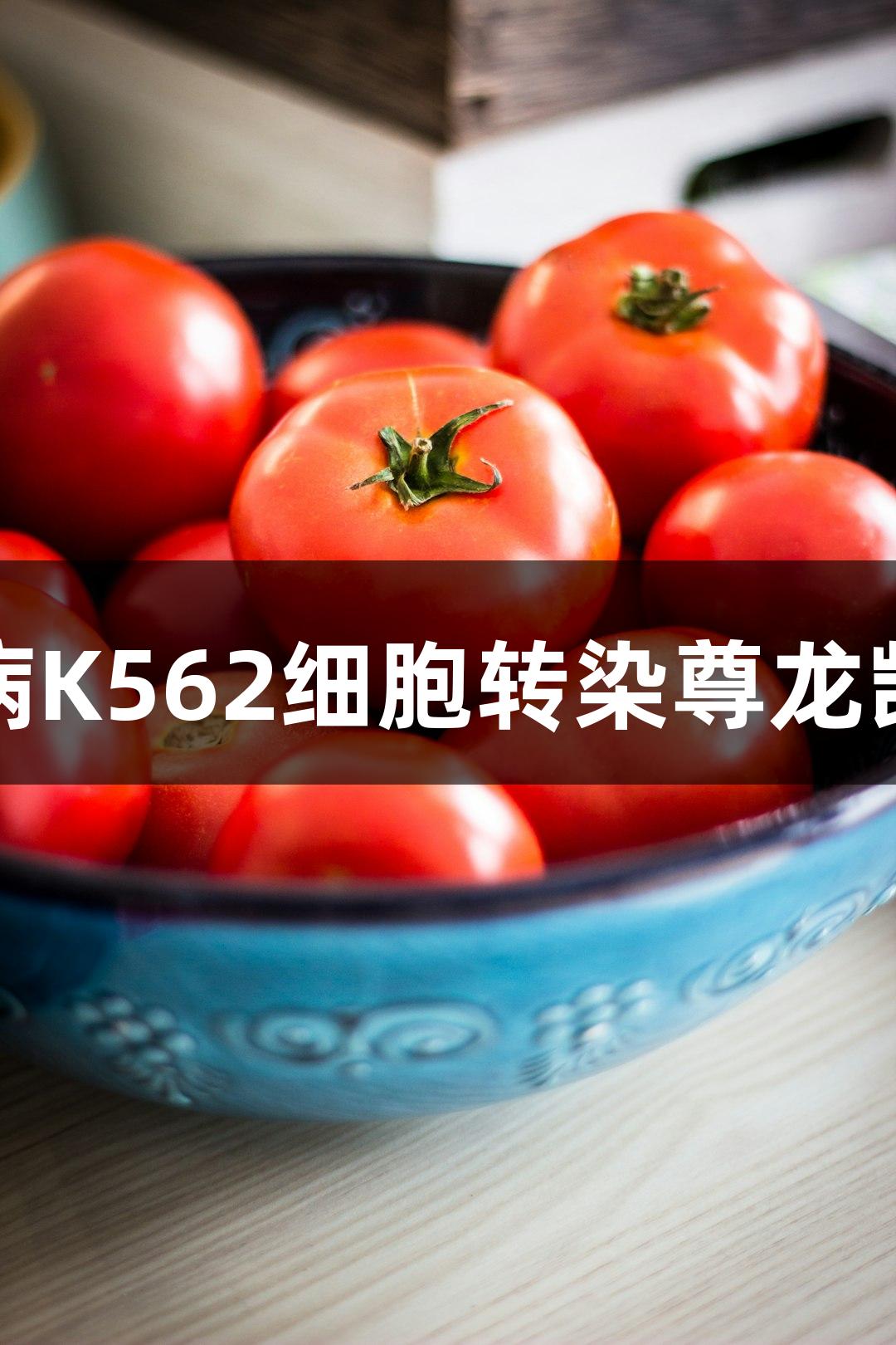 人慢性髓系白血病K562细胞转染尊龙凯时荧光素酶研究
