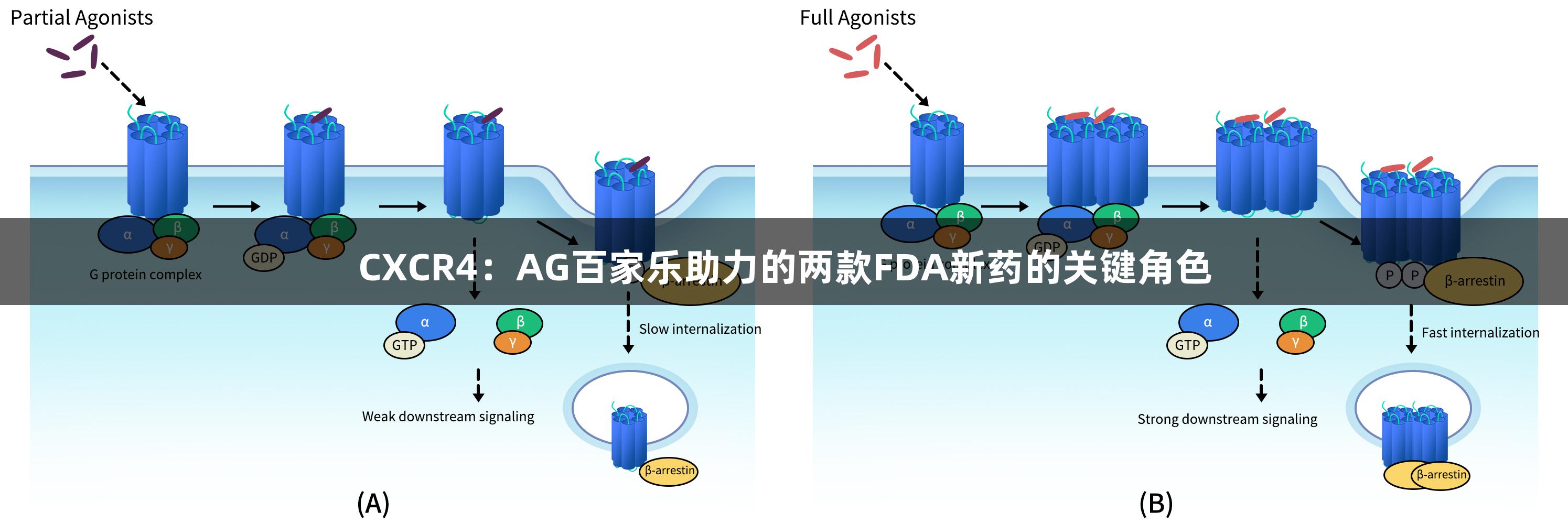 CXCR4：AG百家乐助力的两款FDA新药的关键角色