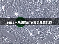 MILE米乐细胞STR鉴定现货供应