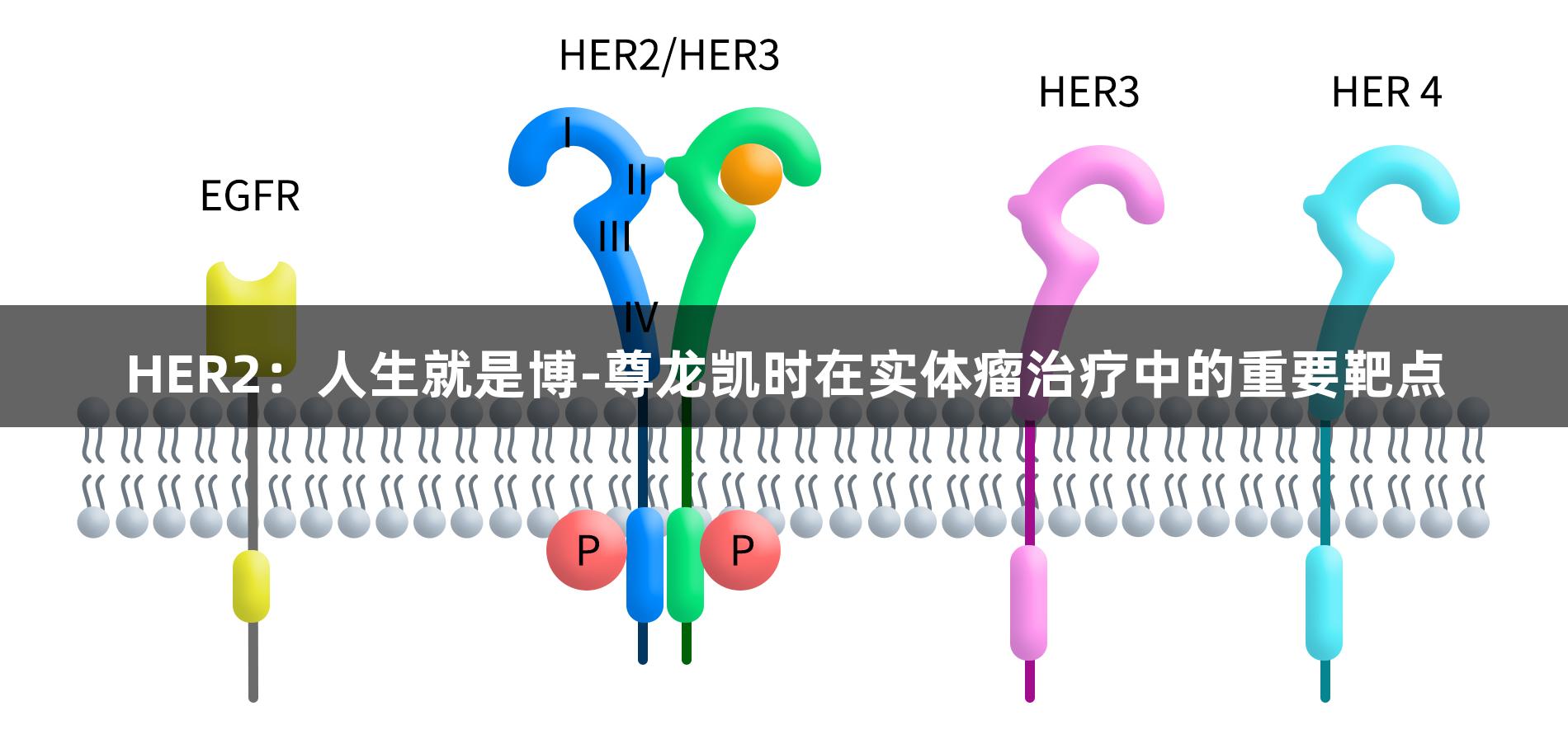 HER2：人生就是博-尊龙凯时在实体瘤治疗中的重要靶点