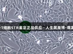 GES-1细胞STR鉴定正品供应 - 人生就是博-尊龙凯时