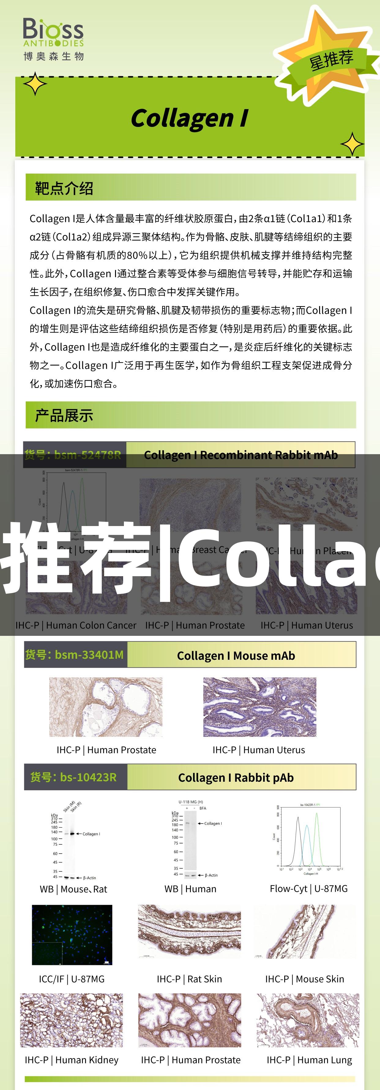 尊龙凯时推荐|CollagenI抗体