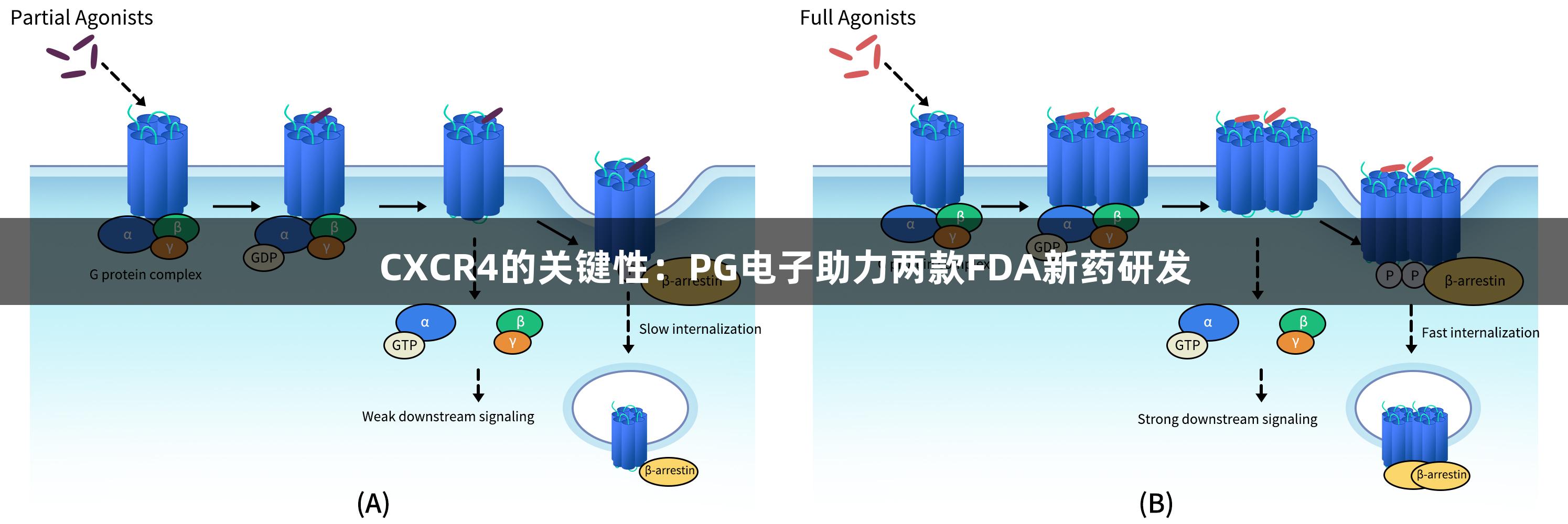 CXCR4的关键性：PG电子助力两款FDA新药研发