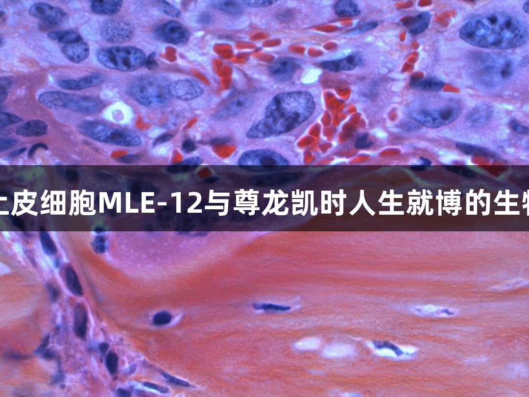小鼠肺泡上皮细胞MLE-12与尊龙凯时人生就博的生物医疗探索