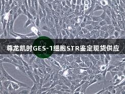 尊龙凯时GES-1细胞STR鉴定现货供应