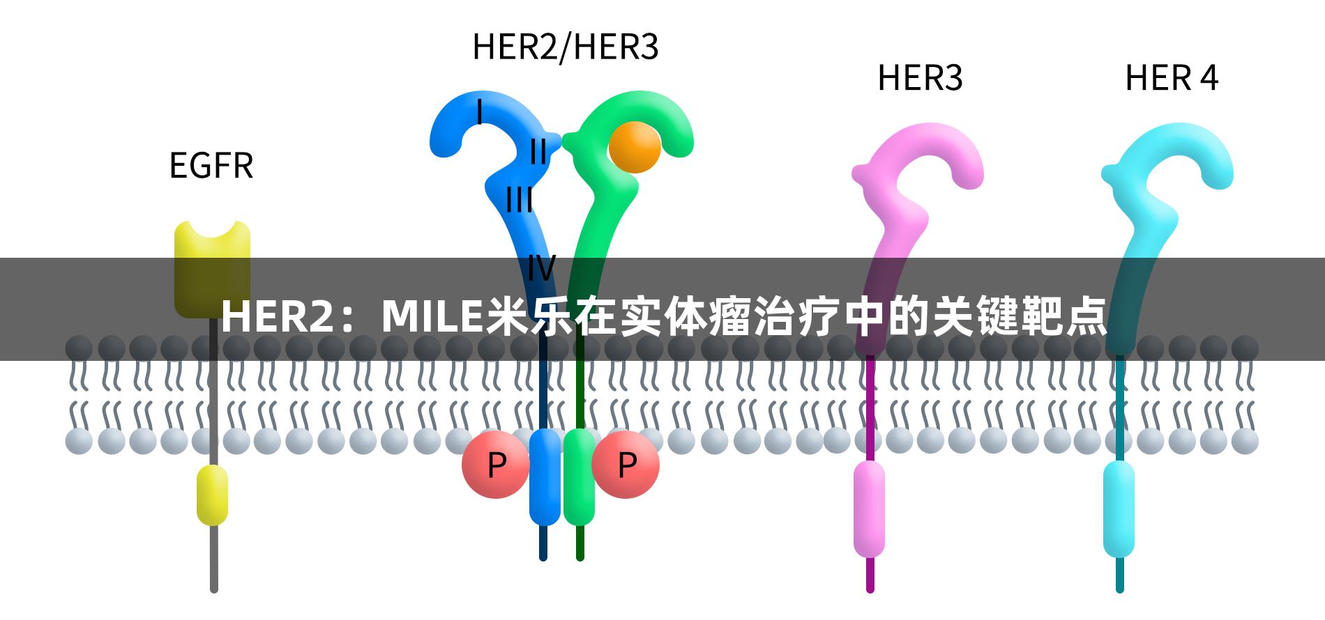 HER2：MILE米乐在实体瘤治疗中的关键靶点