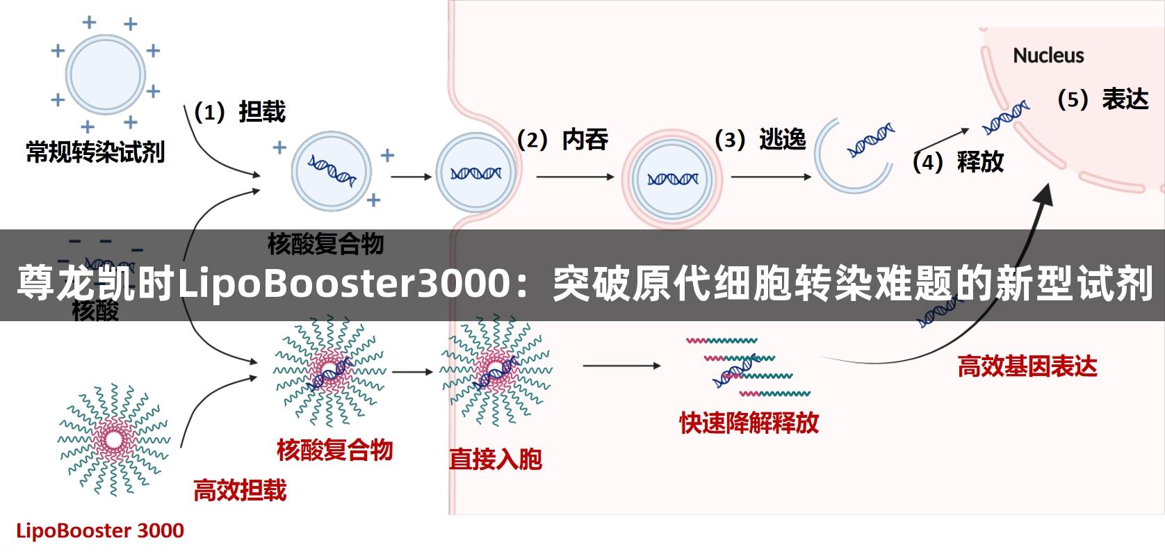 尊龙凯时LipoBooster3000：突破原代细胞转染难题的新型试剂
