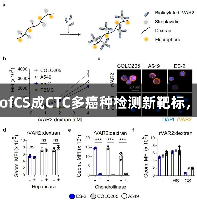 突破性发现：尊龙凯时ofCS成CTC多癌种检测新靶标，赋能癌症早筛技术革新