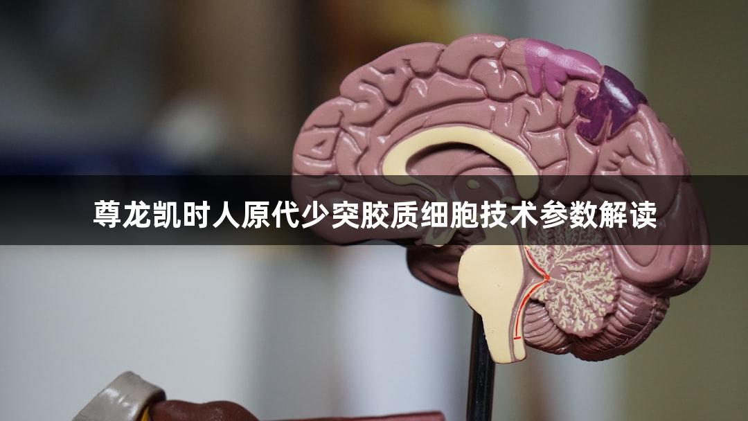 尊龙凯时人原代少突胶质细胞技术参数解读
