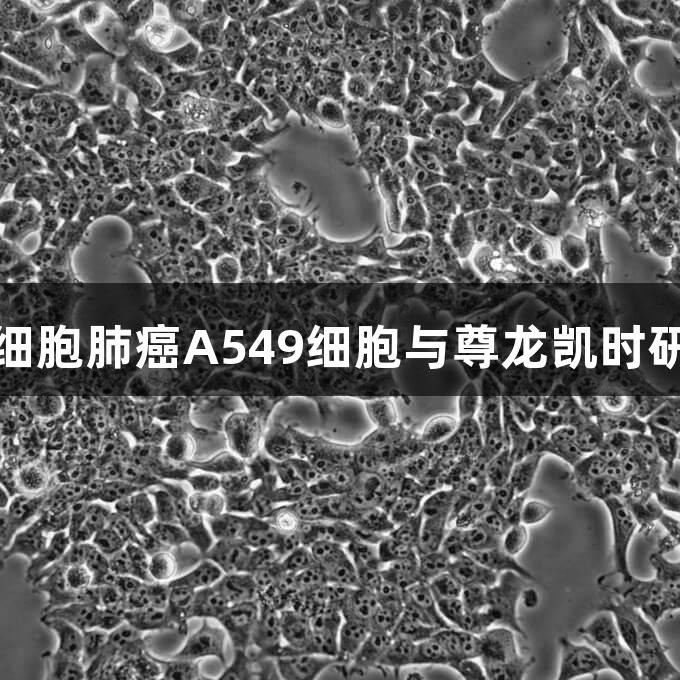 人非小细胞肺癌A549细胞与尊龙凯时研究进展
