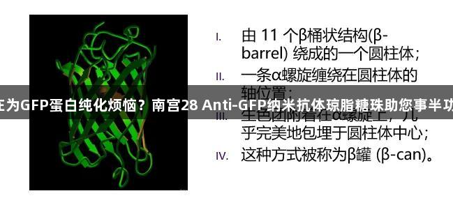 还在为GFP蛋白纯化烦恼？南宫28 Anti-GFP纳米抗体琼脂糖珠助您事半功倍！