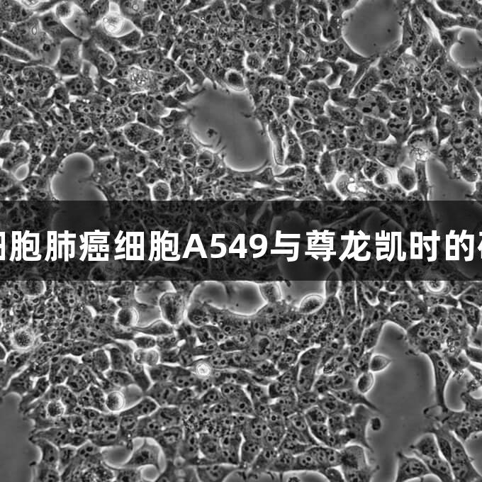 人非小细胞肺癌细胞A549与尊龙凯时的研究探索