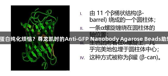 还在为GFP蛋白纯化烦恼？尊龙凯时的Anti-GFP Nanobody Agarose Beads助您事半功倍！