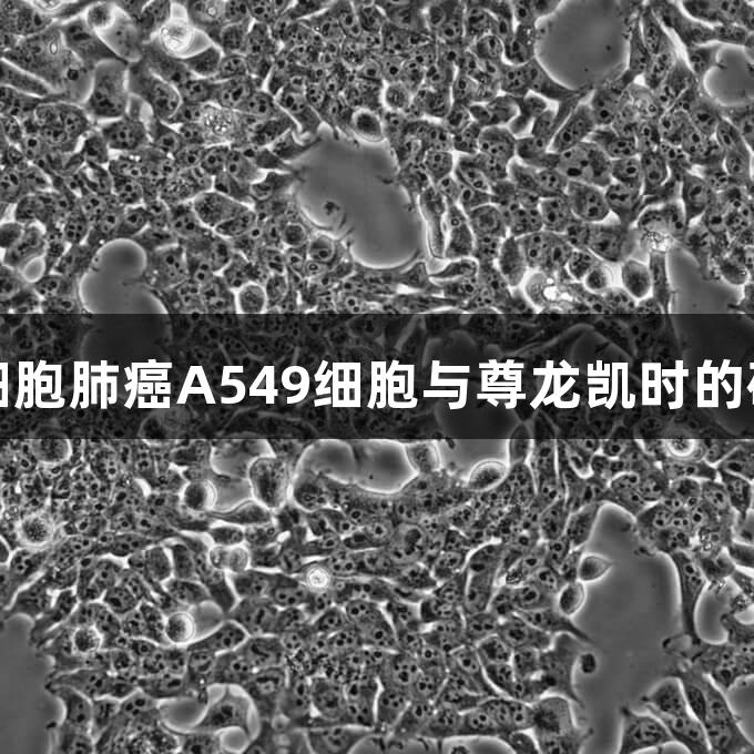 人非小细胞肺癌A549细胞与尊龙凯时的研究探索