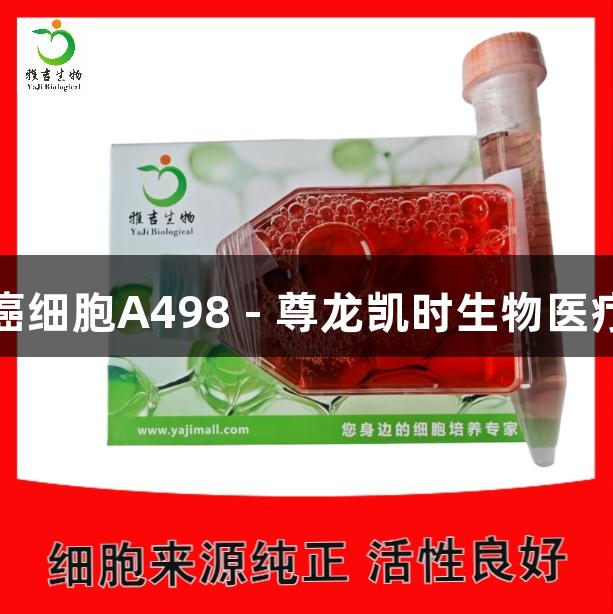 人肾癌细胞A498 - 尊龙凯时生物医疗研究