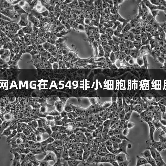 新葡萄8883官网AMG在A549非小细胞肺癌细胞研究中的应用