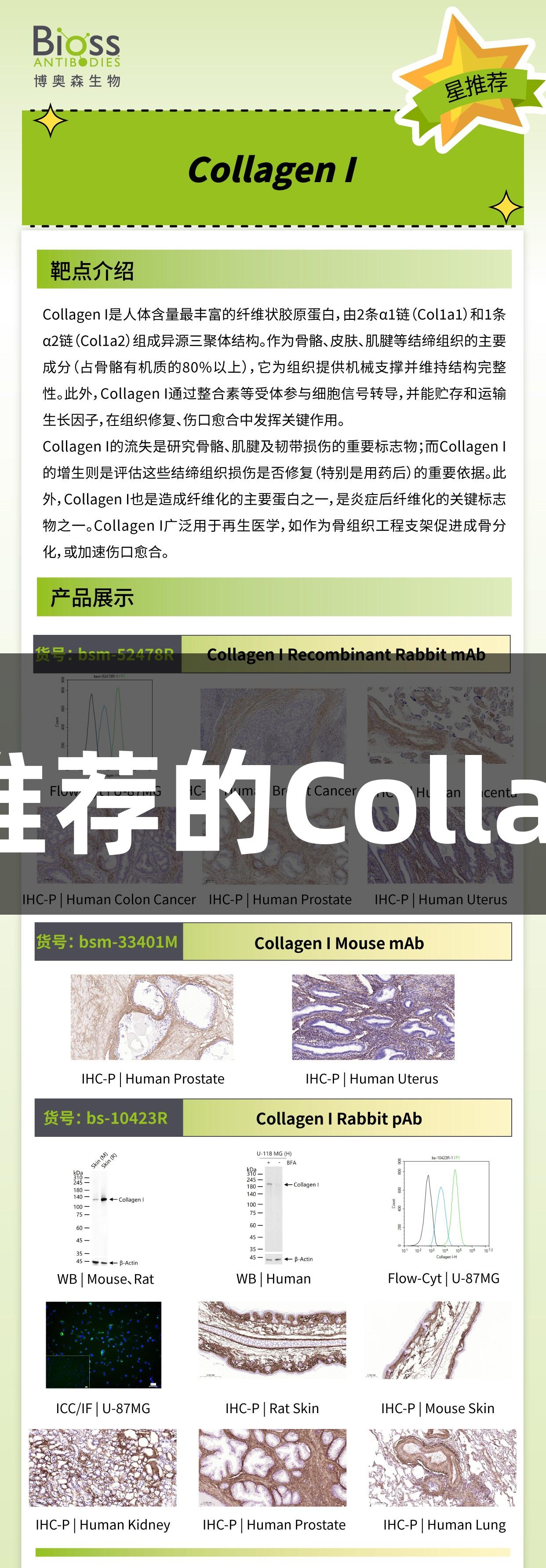 尊龙凯时推荐的Collagen I抗体