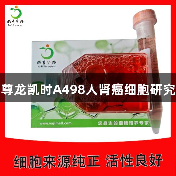 尊龙凯时A498人肾癌细胞研究