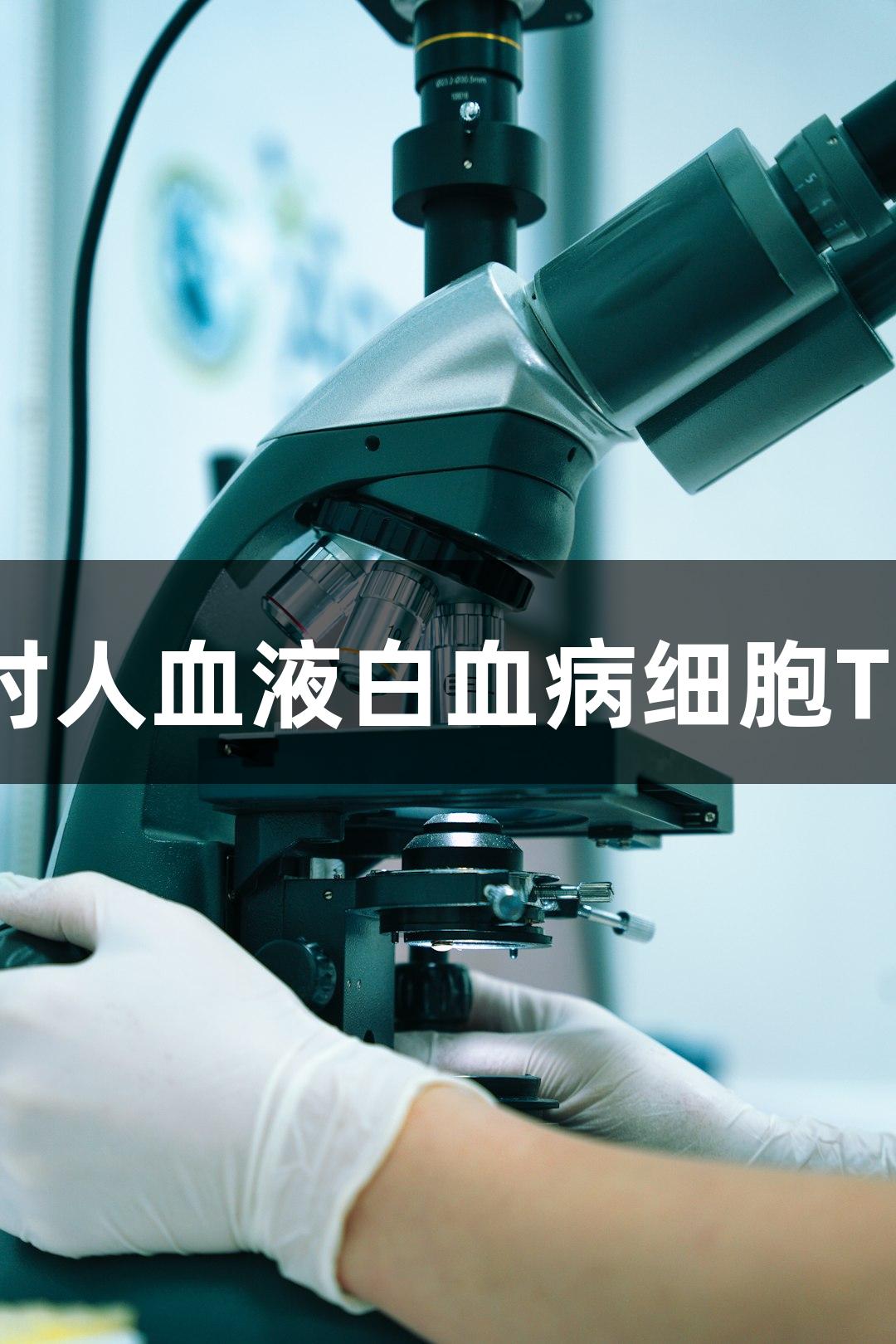 尊龙凯时人血液白血病细胞TF-1研究